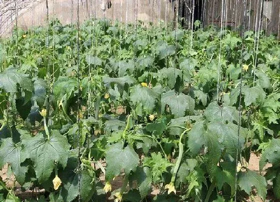 植物常识问题|种的丝瓜为什么不开花不结果 丝瓜花什么时候开花