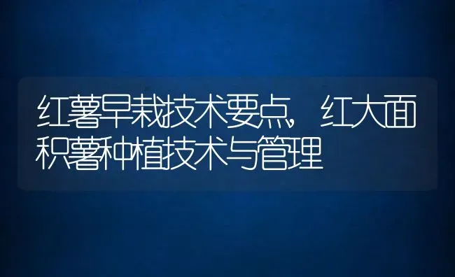 红薯早栽技术要点,红大面积薯种植技术与管理 | 养殖常见问题