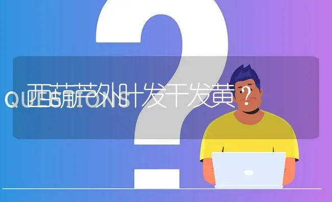 西葫芦外叶发干发黄? | 养殖问题解答