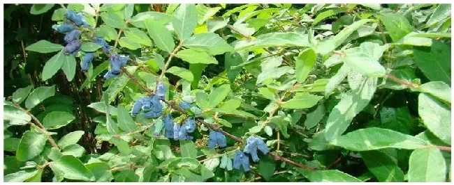 种植蓝靛果的注意事项 | 生活常识