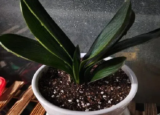 植物常识问题|如何为君子兰自制营养土