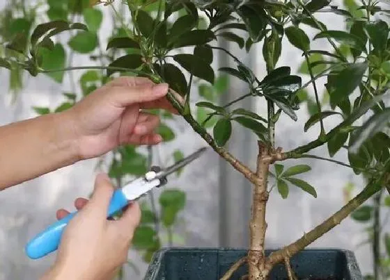 植物常识问题|鸭脚木冬天怎么养才能安全过冬（放室外越冬最低温度）