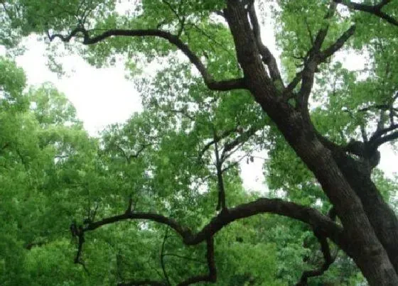 植物常识问题|香樟树的寓意和象征意义 香樟树代表什么寓意和花语