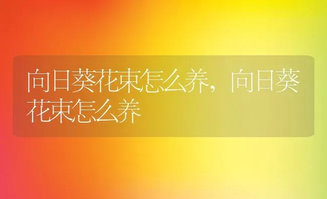 向日葵花束怎么养,向日葵花束怎么养 | 养殖常见问题