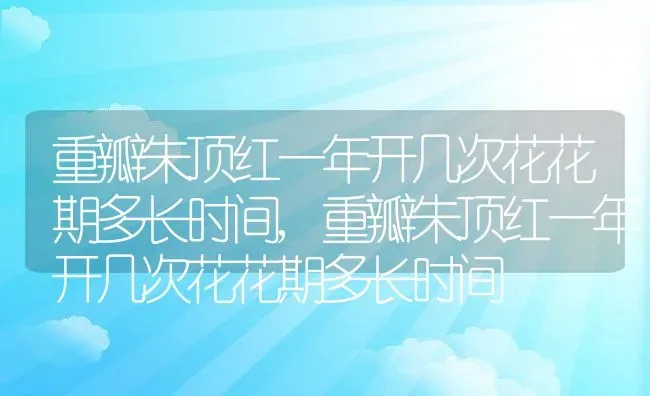 重瓣朱顶红一年开几次花花期多长时间,重瓣朱顶红一年开几次花花期多长时间 | 养殖常见问题