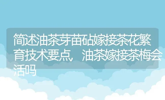 简述油茶芽苗砧嫁接茶花繁育技术要点,油茶嫁接茶梅会活吗 | 养殖常见问题