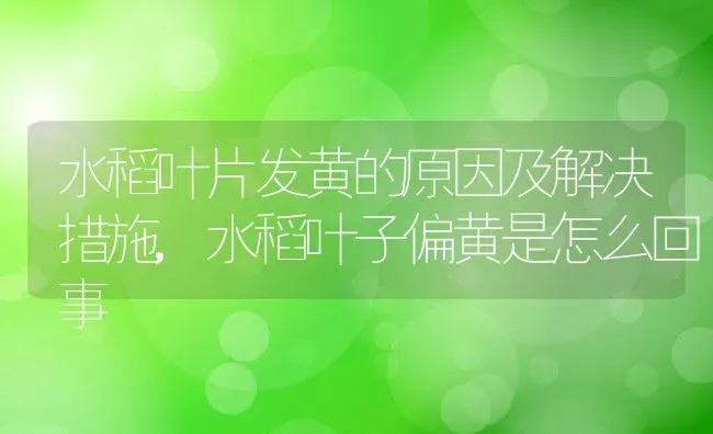 水稻叶片发黄的原因及解决措施,水稻叶子偏黄是怎么回事 | 养殖常见问题