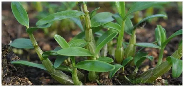 石斛用什么土种植比较好 | 生活常识