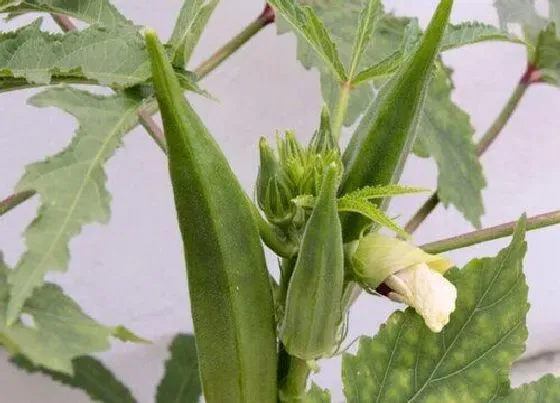 植物常识问题|秋葵的种植技术介绍（秋葵种子播种和管理过程简介）