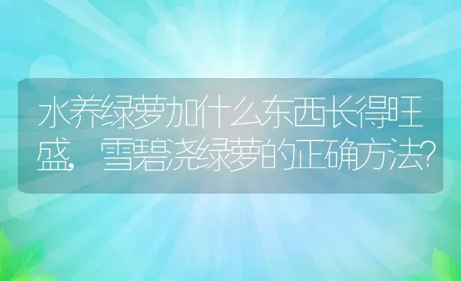 水养绿萝加什么东西长得旺盛,雪碧浇绿萝的正确方法？ | 养殖常见问题