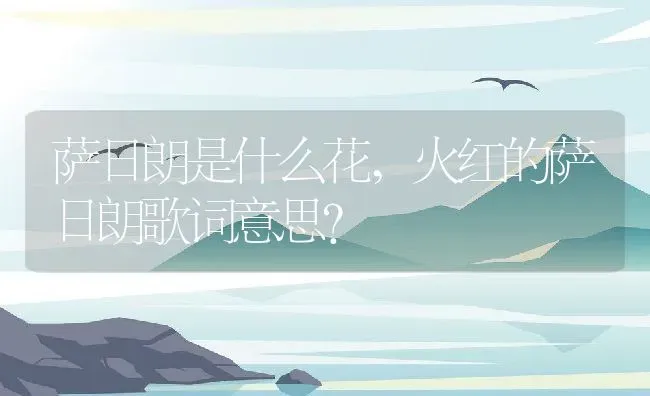 萨日朗是什么花,火红的萨日朗歌词意思？ | 养殖常见问题