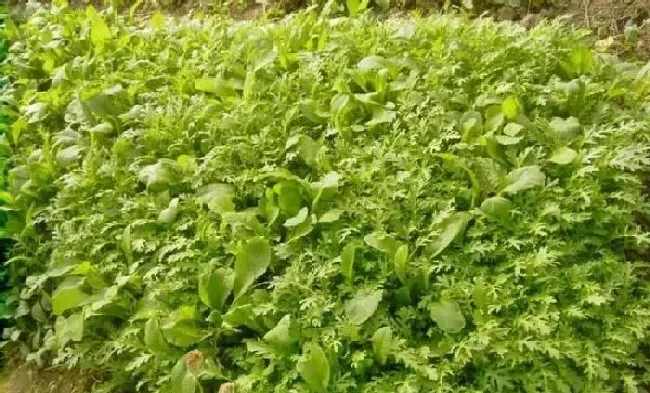 植物常识问题|榨菜的栽培方法与管理技术（榨菜怎么种植高产图片）