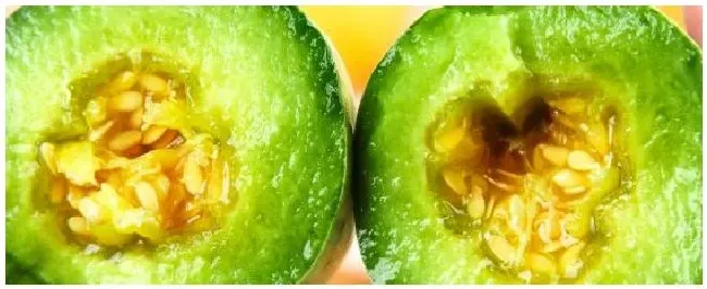 羊角蜜甜瓜种植方法和管理 | 科普知识