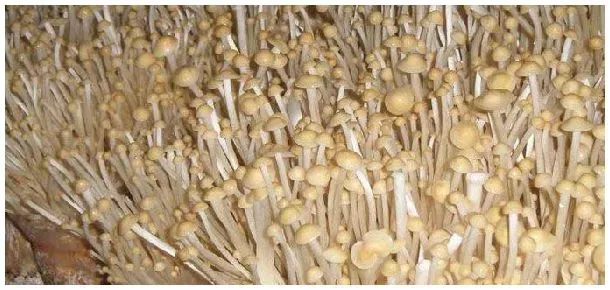 金针菇底部怎么种植 | 科普知识