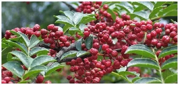 花椒如何晾晒 | 农业答疑