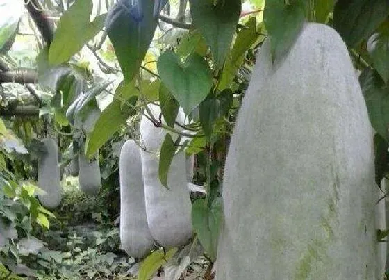 植物常识问题|自己栽种的冬瓜如何养护增产
