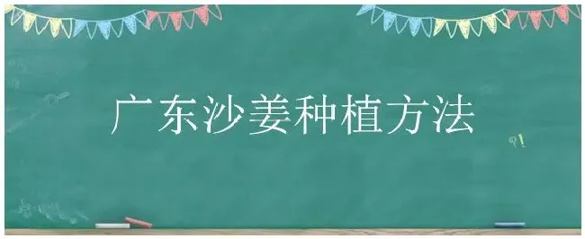 广东沙姜种植方法 | 农业常识