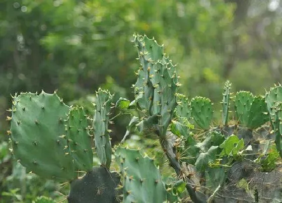 植物常识问题|仙人掌的刺扎到肉里拔不出来怎么办 扎到手里不管它行吗