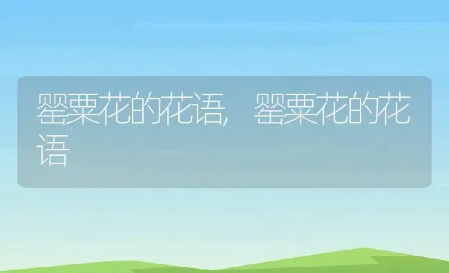 罂粟花的花语,罂粟花的花语 | 养殖常见问题