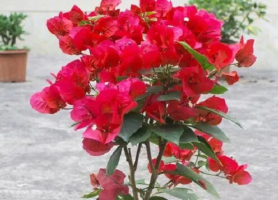 植物常识问题|三角梅断根促花法后期应该怎么补救