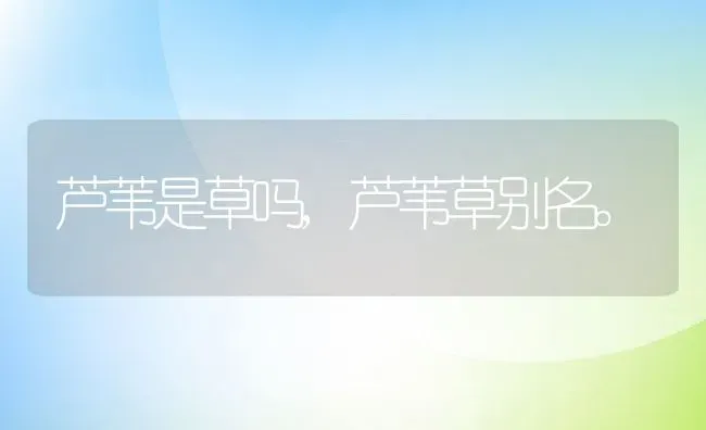 芦苇是草吗,芦苇草别名。 | 养殖常见问题