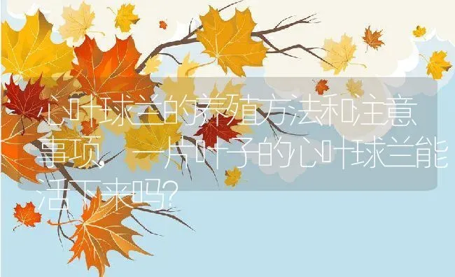 心叶球兰的养殖方法和注意事项,一片叶子的心叶球兰能活下来吗？ | 养殖常见问题