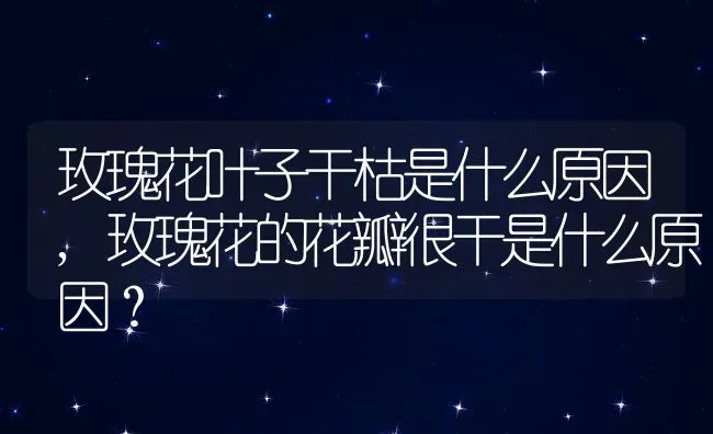 玫瑰花叶子干枯是什么原因,玫瑰花的花瓣很干是什么原因？ | 养殖常见问题