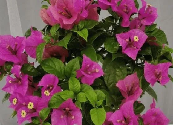 植物常识问题|三角梅断根促花法后期应该怎么补救