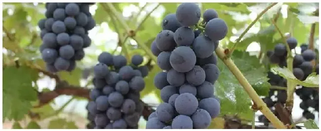 夏黑葡萄膨大最佳方案 | 科普知识