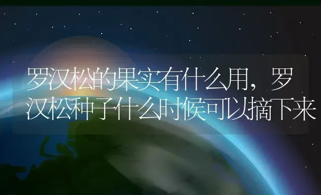 罗汉松的果实有什么用,罗汉松种子什么时候可以摘下来 | 养殖常见问题