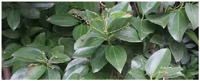 平安树的特点介绍 | 生活常识
