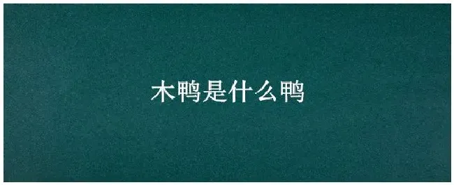 木鸭是什么鸭 | 三农问答