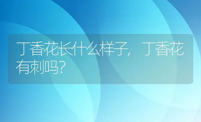 丁香花长什么样子,丁香花有刺吗？ | 养殖常见问题