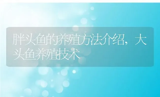 胖头鱼的养殖方法介绍,大头鱼养殖技术 | 养殖常见问题
