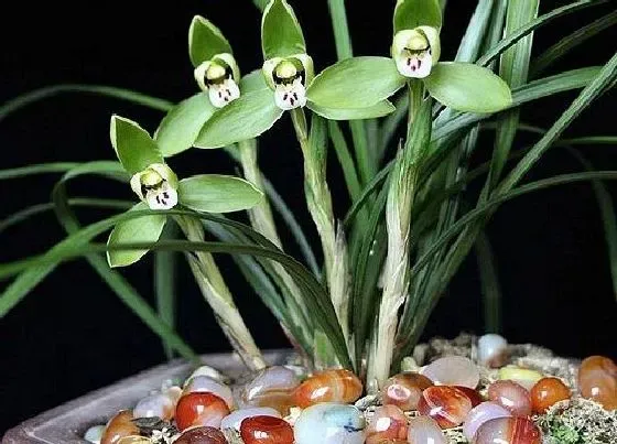 植物常识问题|兰花老芦头如何养护容易发芽