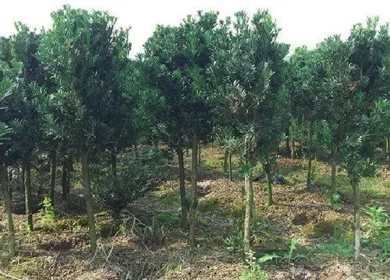 植物常识问题|罗汉松品种