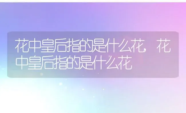 花中皇后指的是什么花,花中皇后指的是什么花 | 养殖常见问题