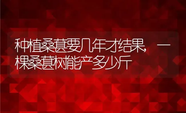 种植桑葚要几年才结果,一棵桑葚树能产多少斤 | 养殖常见问题