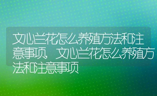 文心兰花怎么养殖方法和注意事项,文心兰花怎么养殖方法和注意事项 | 养殖常见问题