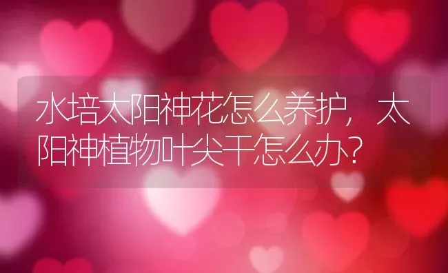 水培太阳神花怎么养护,太阳神植物叶尖干怎么办？ | 养殖常见问题