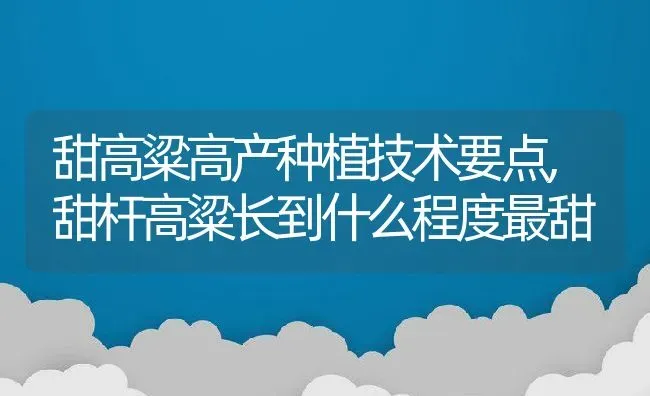 甜高粱高产种植技术要点,甜杆高粱长到什么程度最甜 | 养殖常见问题