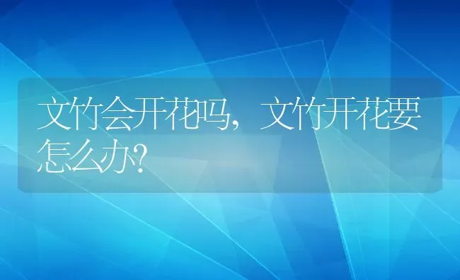 文竹会开花吗,文竹开花要怎么办？ | 养殖常见问题