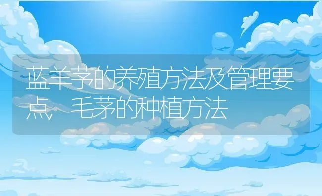 蓝羊芧的养殖方法及管理要点,毛茅的种植方法 | 养殖常见问题