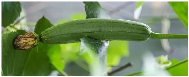 丝瓜种植多少天施肥 | 农业常识