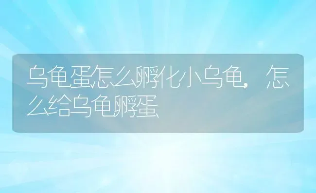 乌龟蛋怎么孵化小乌龟,怎么给乌龟孵蛋 | 养殖常见问题