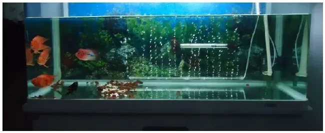 养鱼必须每天都要开着水泵吗 | 科普知识