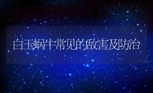 白玉蜗牛常见的敌害及防治 | 养殖常见问题