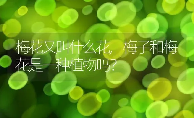 梅花又叫什么花,梅子和梅花是一种植物吗？ | 养殖常见问题