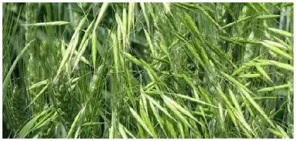 盖草能的适用范围 | 三农问答