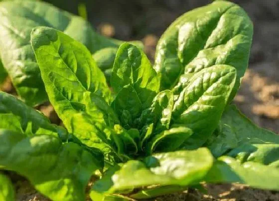 植物常识问题|菠菜种植施用什么肥料适宜（种菠菜的科学施肥办法）